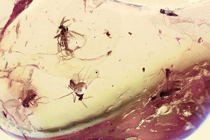 Fossil Biting Midge (Ceratopogonidae) Swarm in Baltic Amber #335862